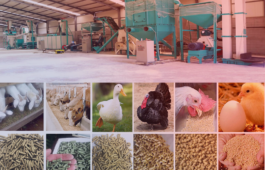 chicken-feed-production-line